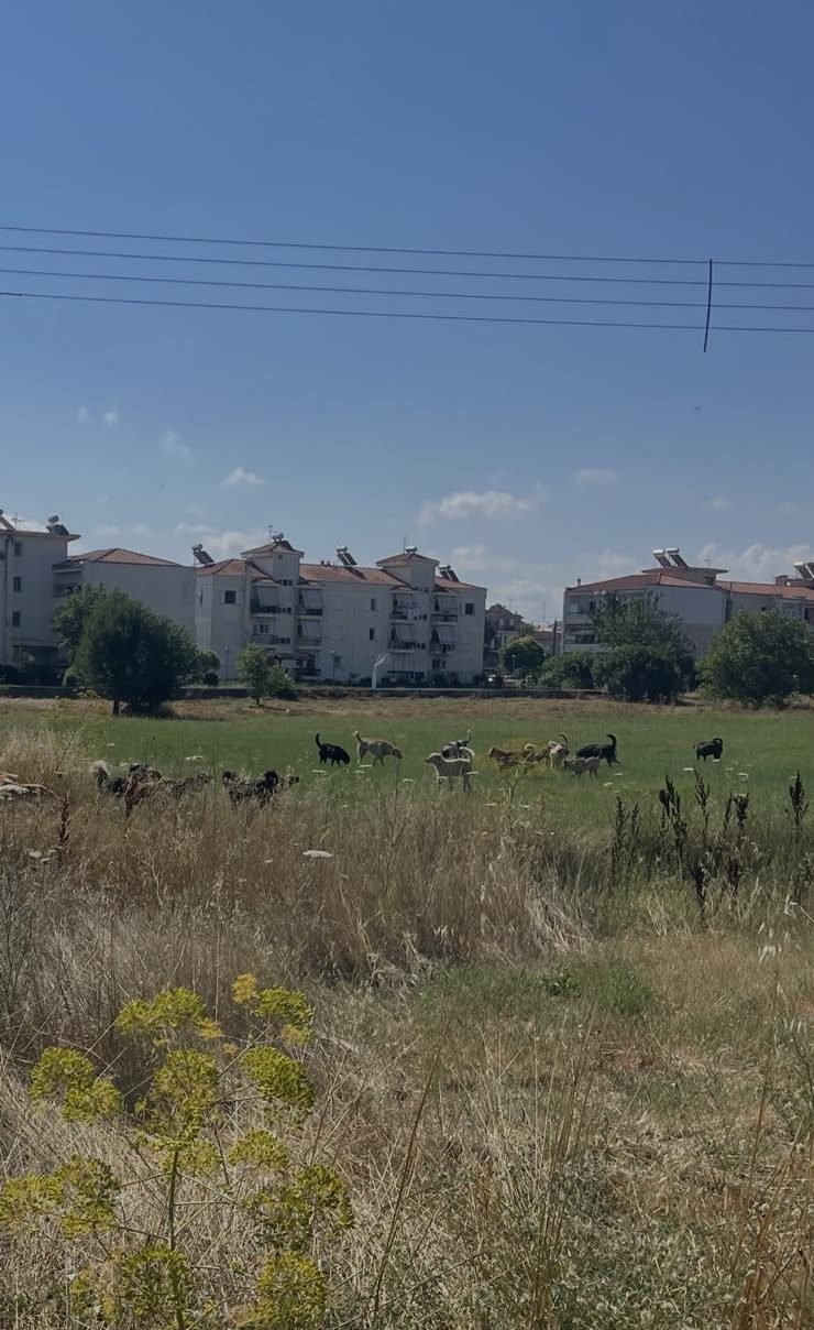adespotadhmos2026-1