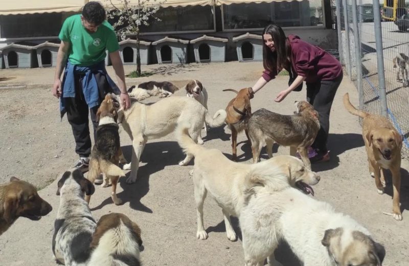 Παπαδάτος Ιωάννης: “Συνεχής η προσπάθεια του Δήμου Τρίπολης για τη φροντίδα των αδέσποτων ζώων”