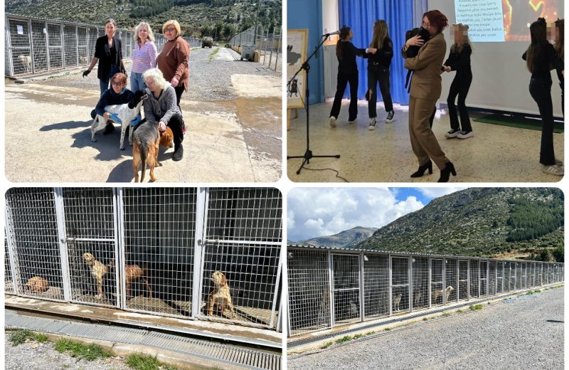Παγκόσμια Ημέρα Αδέσποτων Ζώων – Δράσεις σε σχολεία και ανοιχτές πόρτες στο Δημοτικό...
