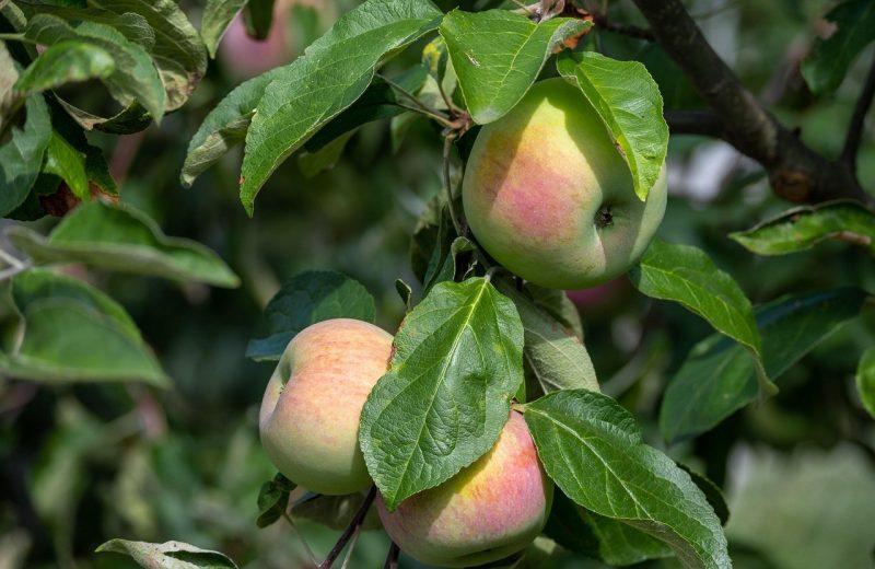 Κώστας Τζιούμης: “O Δήμος Τρίπολης στηρίζει έμπρακτα τους παραγωγούς του”