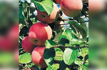 Δήλωση ζημιάς λόγω παγετού στην καλλιέργεια μήλων ποικιλίας Π.Ο.Π. Ντελίσιους Πιλάφα