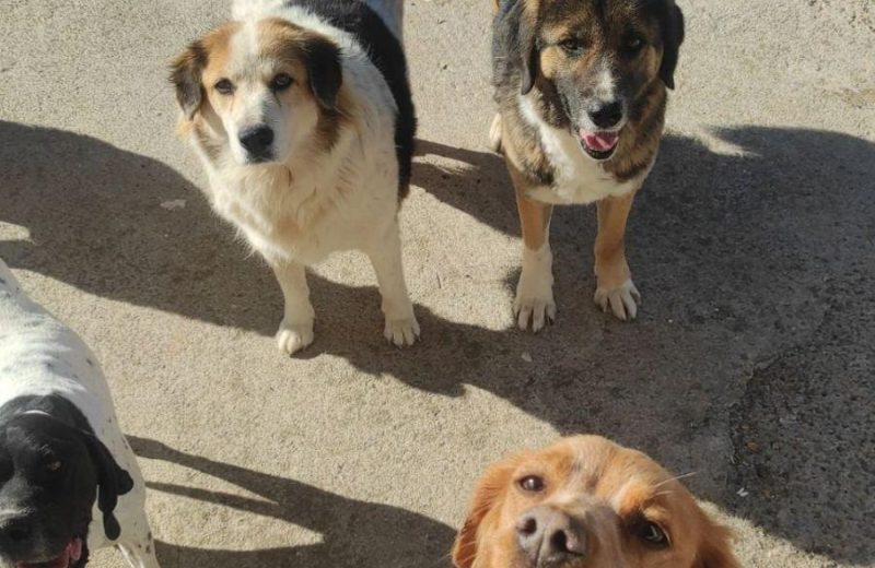 Παπαδάτος Γιάννης: «Καταβάλουμε κάθε δυνατή προσπάθεια για την ευημερία των αδέσποτων ζώων...