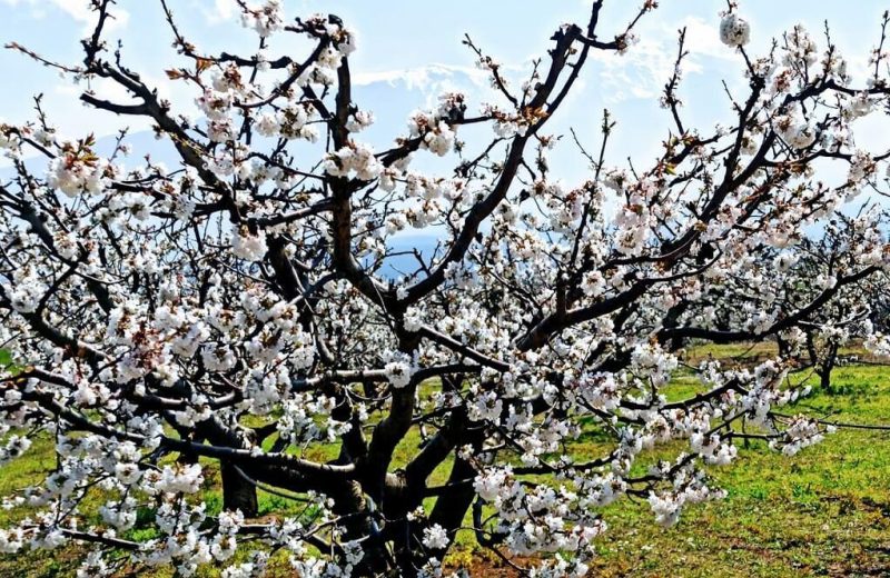 Δήμος Τρίπολης - Αίτημα ένταξης καλλιεργειών σε πρόγραμμα αποζημίωσης λόγω παγετού και...