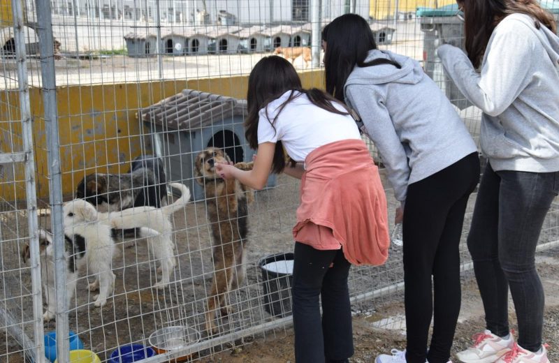 Παγκόσμια Ημέρα Αδέσποτων Ζώων στο Καταφύγιο του Δήμου Τρίπολης